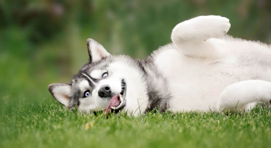 Jak widzi pies z zaćmą? Zrozumienie zmian w jego widzeniu